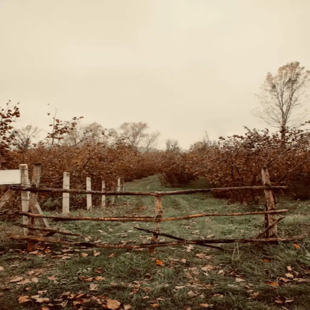 f i e l d r e c o r d i n g s.