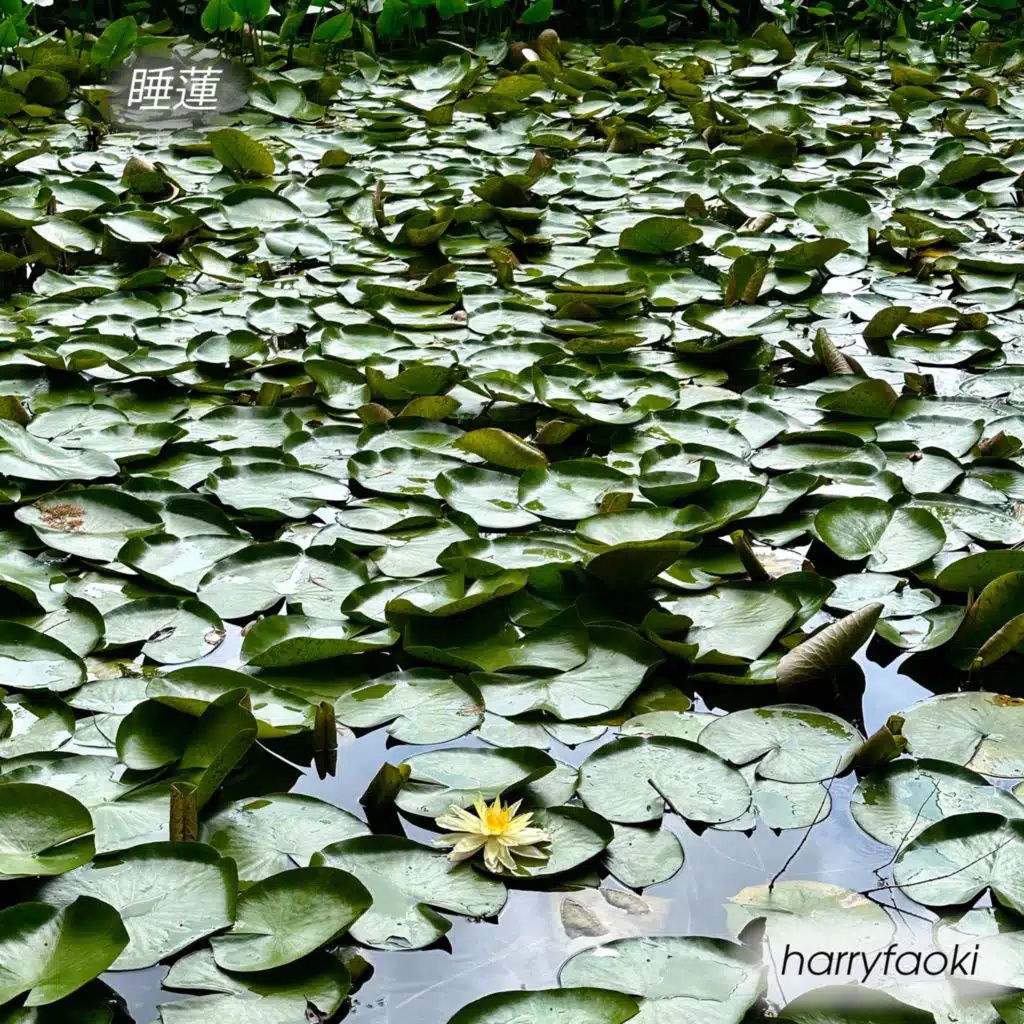 睡蓮