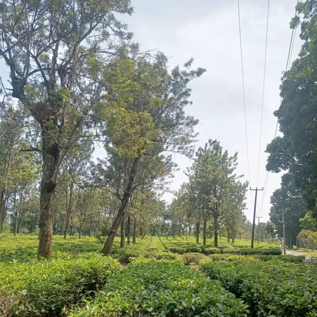 Bersamamu ku bahagia