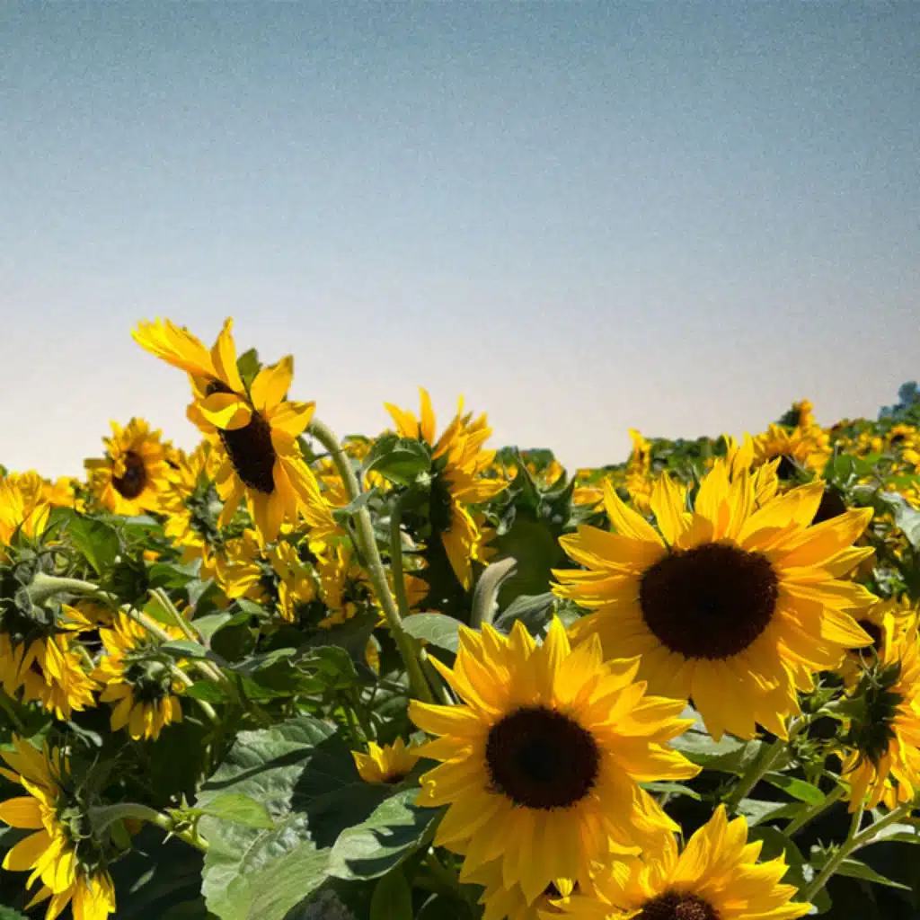 listen to this when you're down <3