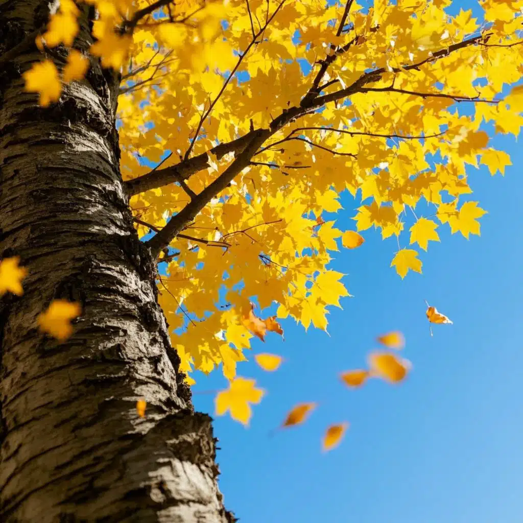 Maple Jazz #8-Cafe Break