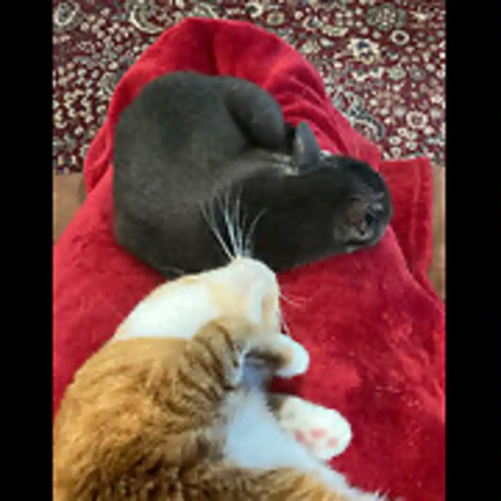 Episode 2982 CWSA 10/08/25