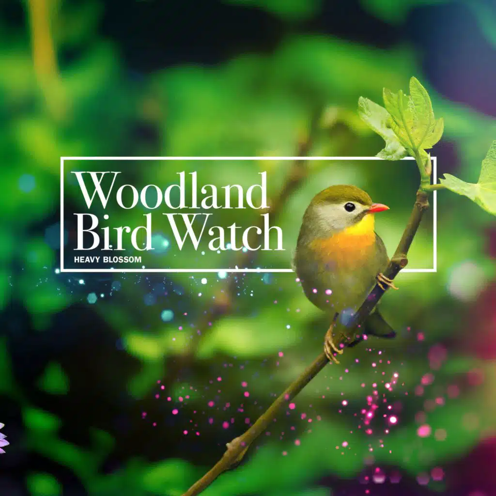 Woodland Bird Watch