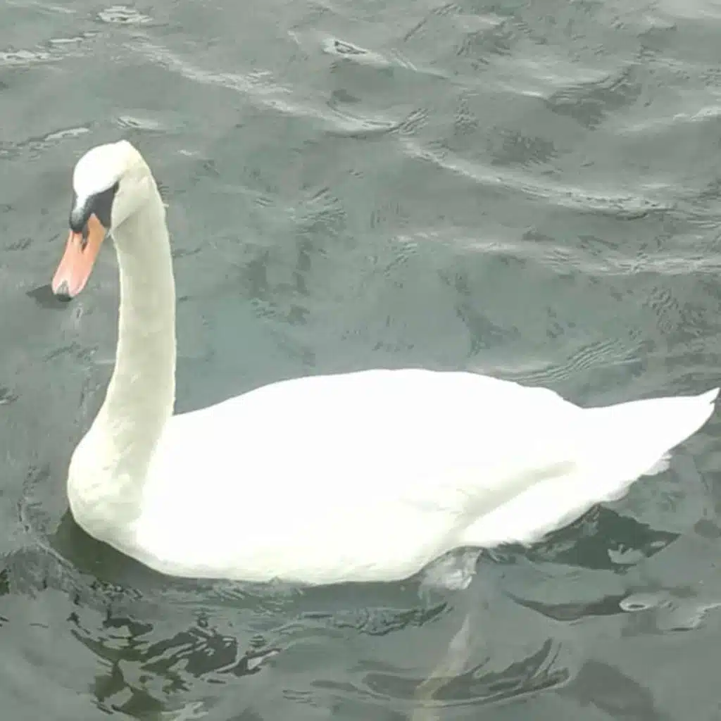 Žydėkit kaip Gulbės