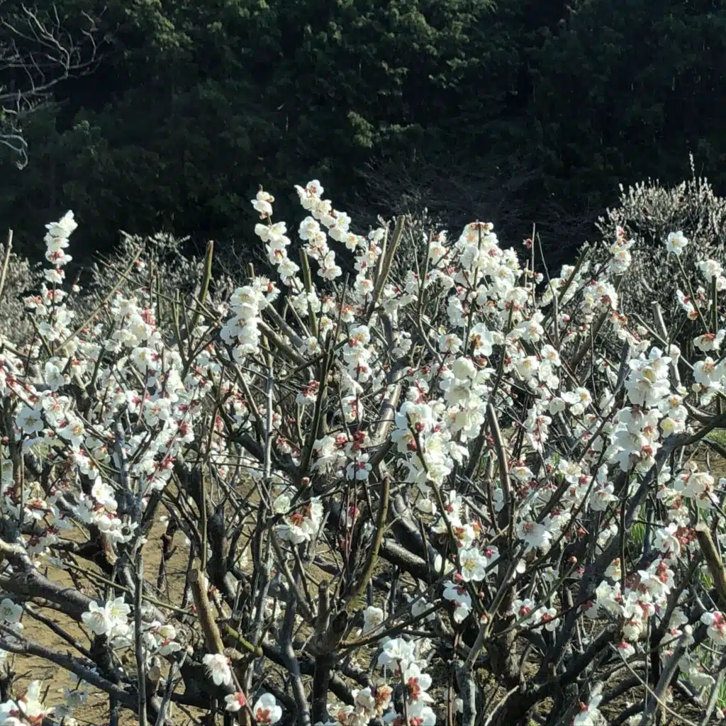 Dancer Piano Vol. 9 - Resonance