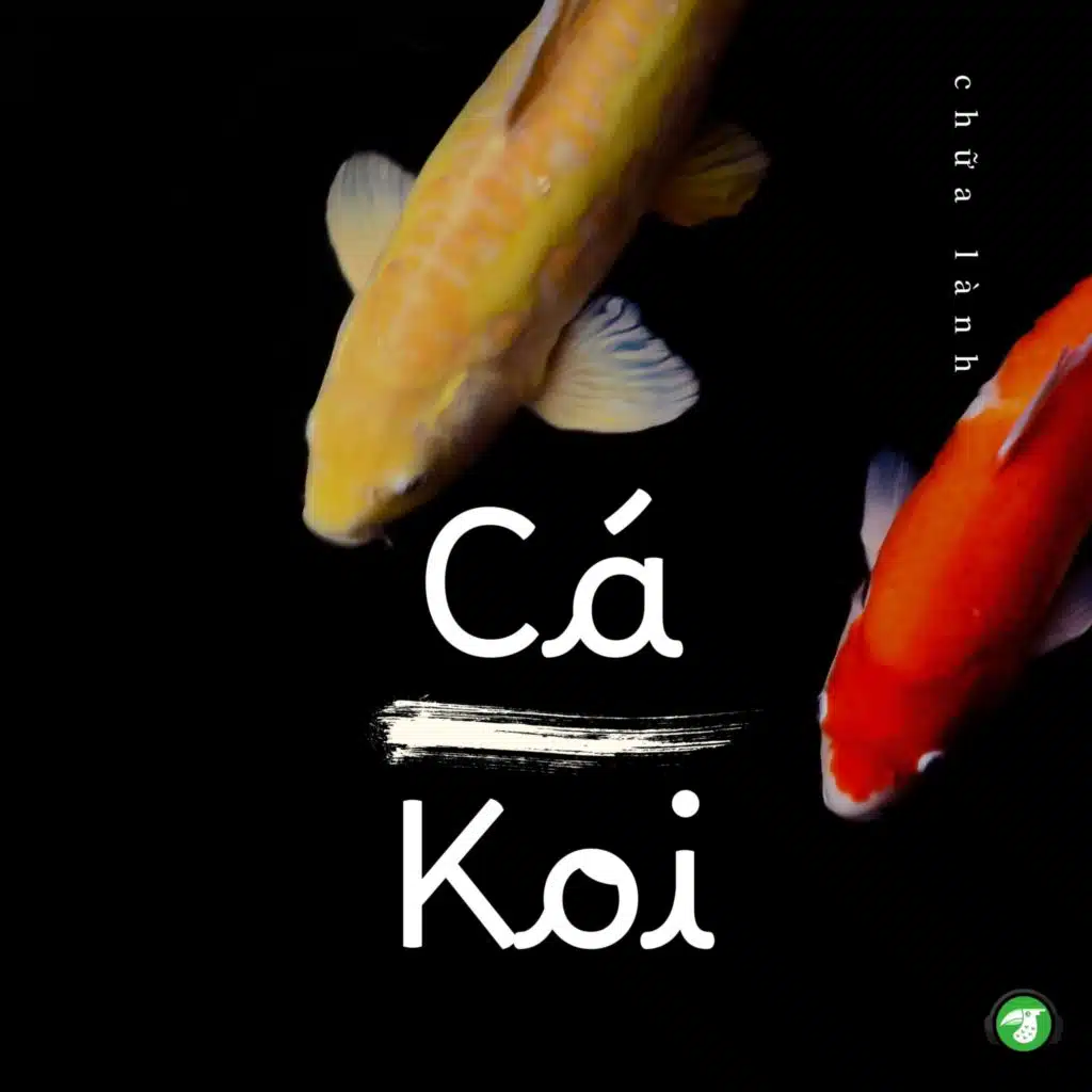 Cá Koi