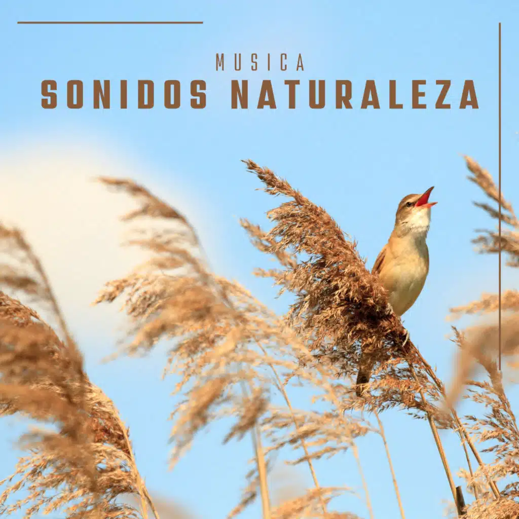 Musica Sonidos Naturaleza
