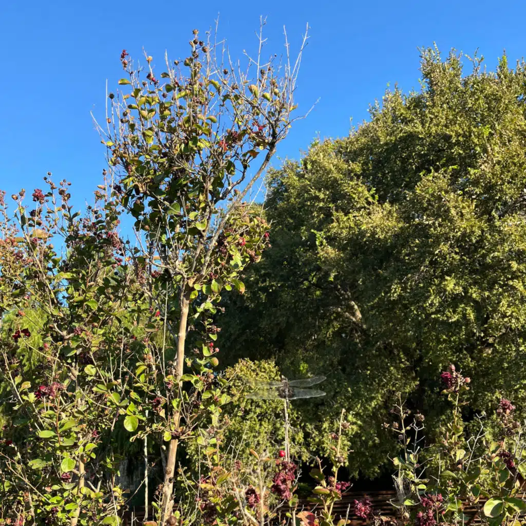 if they wanted to they would II