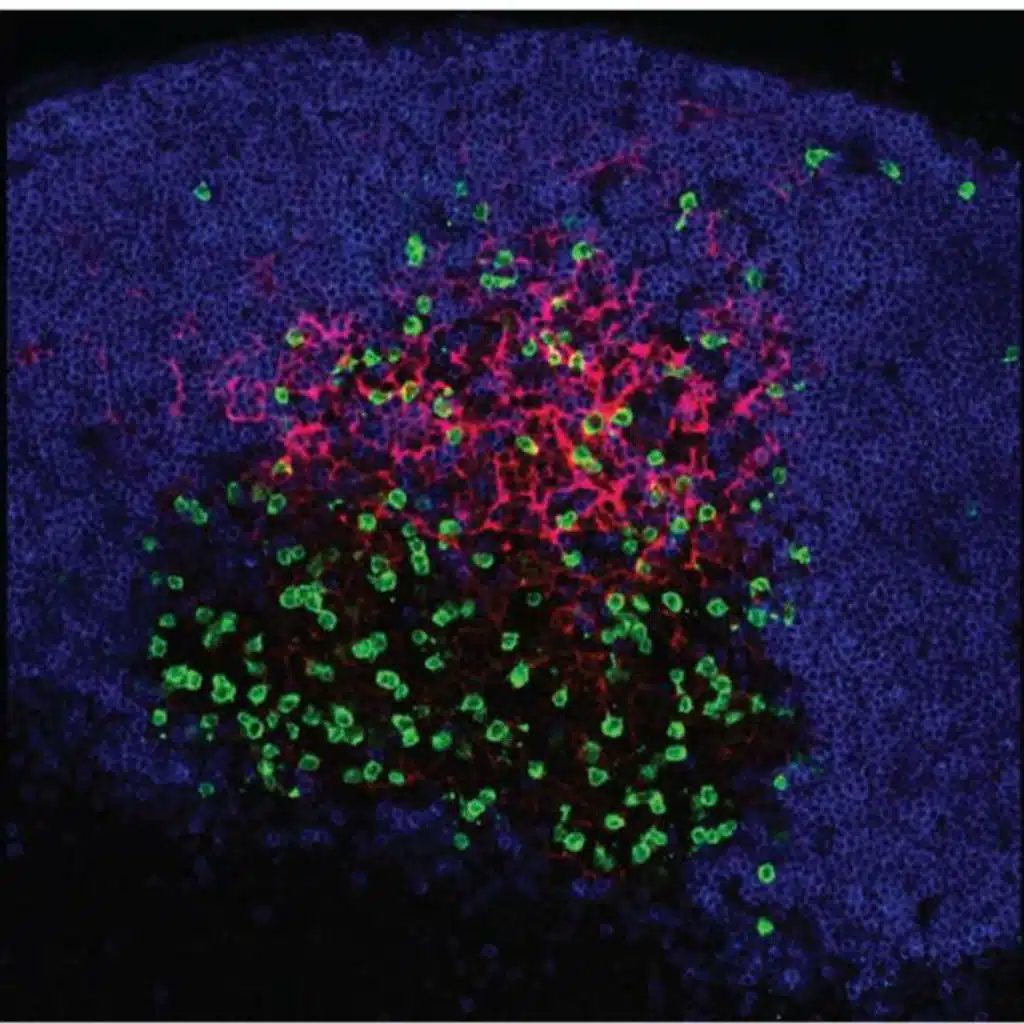 B-Cell Activation, Differentiation, and Memory Generation( immunology part 11)
