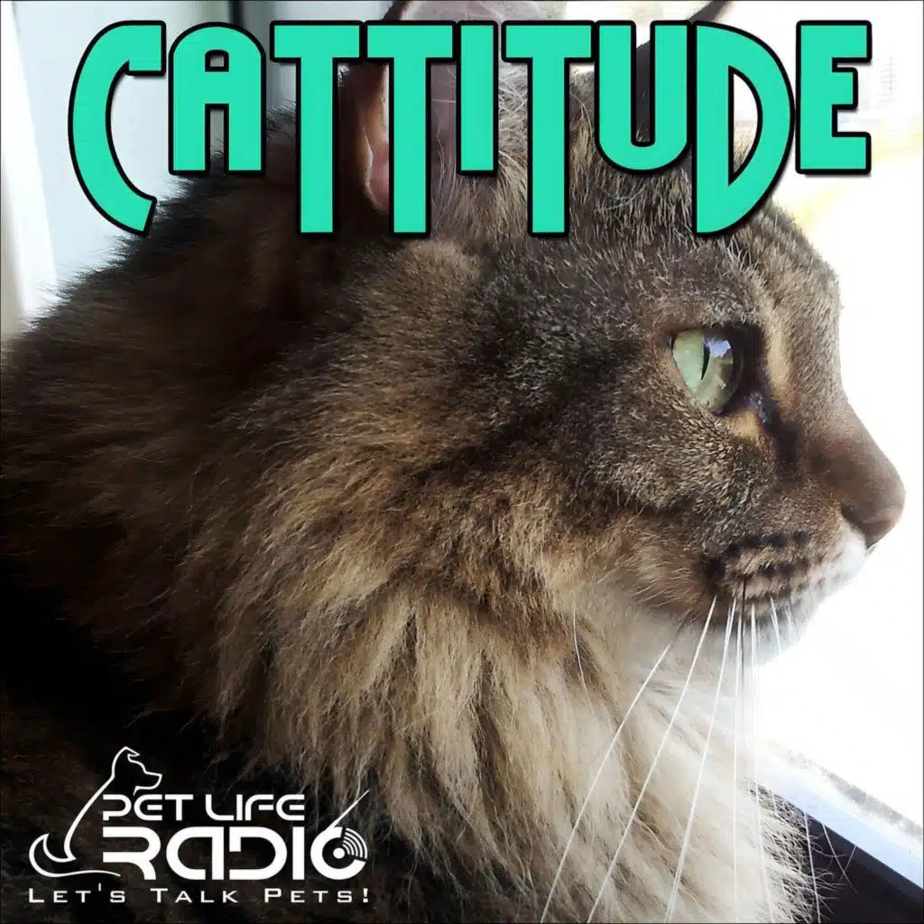 Cattitude - Episode 281 Toby, Gus & Me: Choosing a Life Plus Cats with Rebecca van Laer