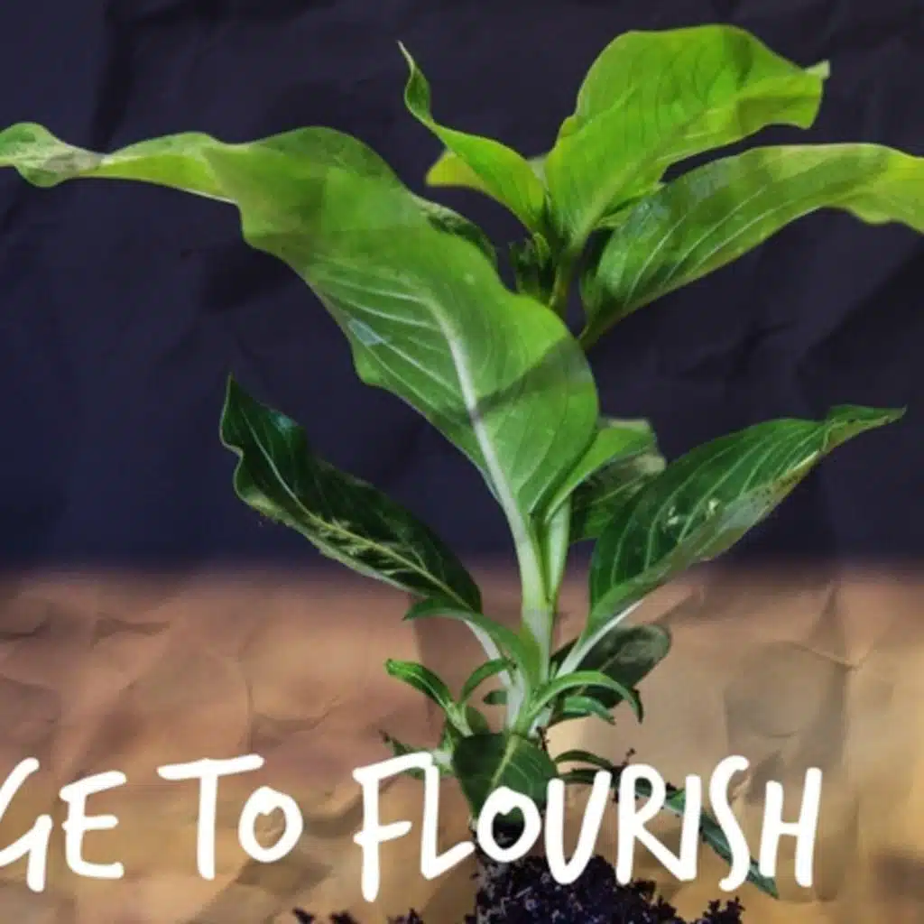 Ep. 179 Walking Out Our Salvation