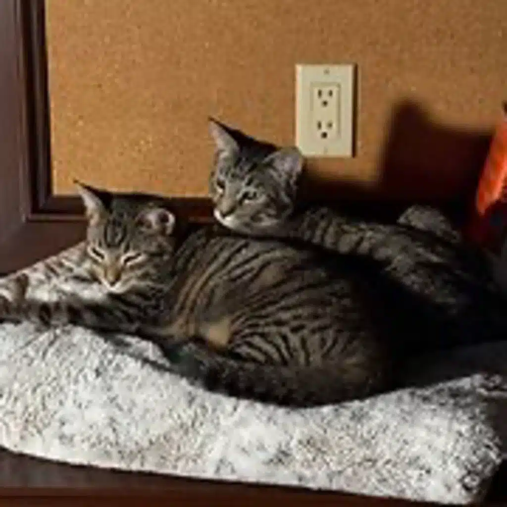 Episode 2990 CWSA 10/16/25