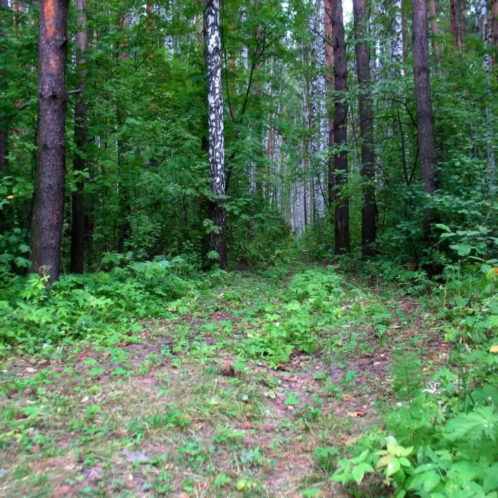 Se faire enterrer dans la forêt