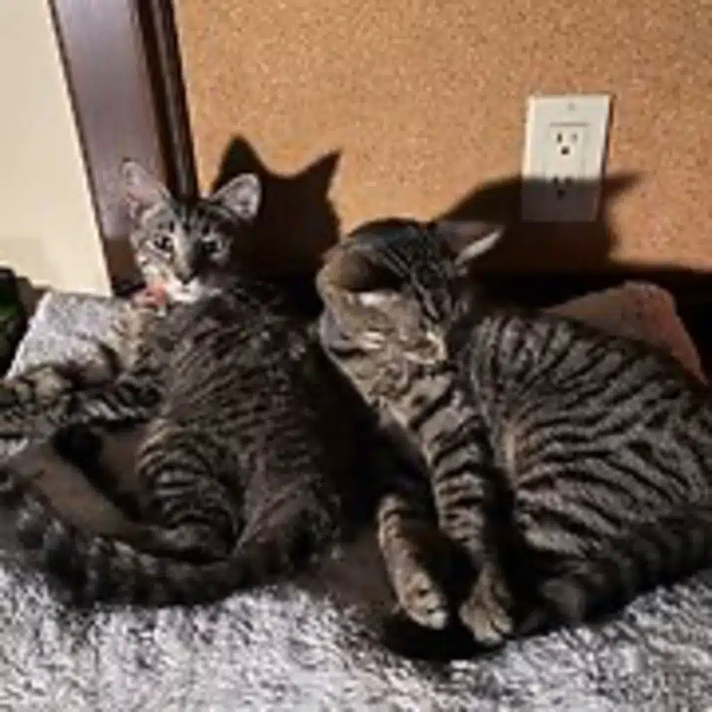 Episode 2992 CWSA 10/18/25