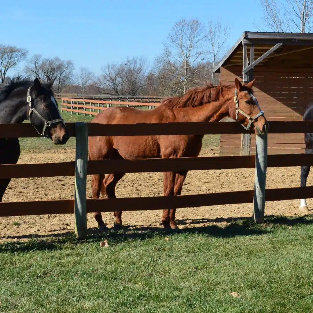Knowing When to Let Go: Owners, Vets, and Pain in Aging Horses
