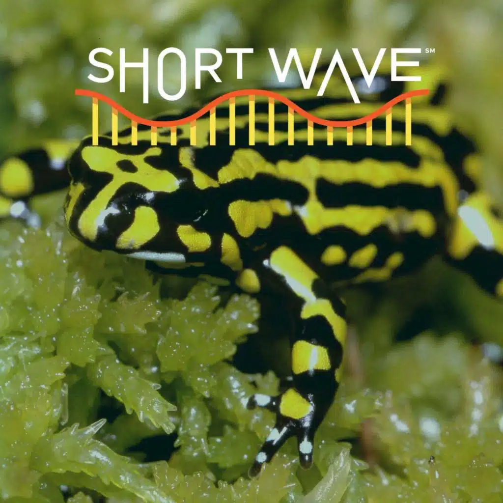 Should Scientists Genetically Engineer Wild Species?