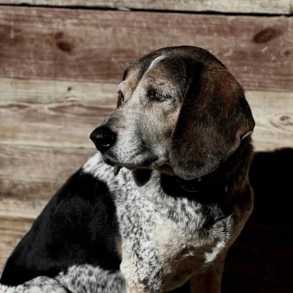 Foster (bedroom floor sessions)