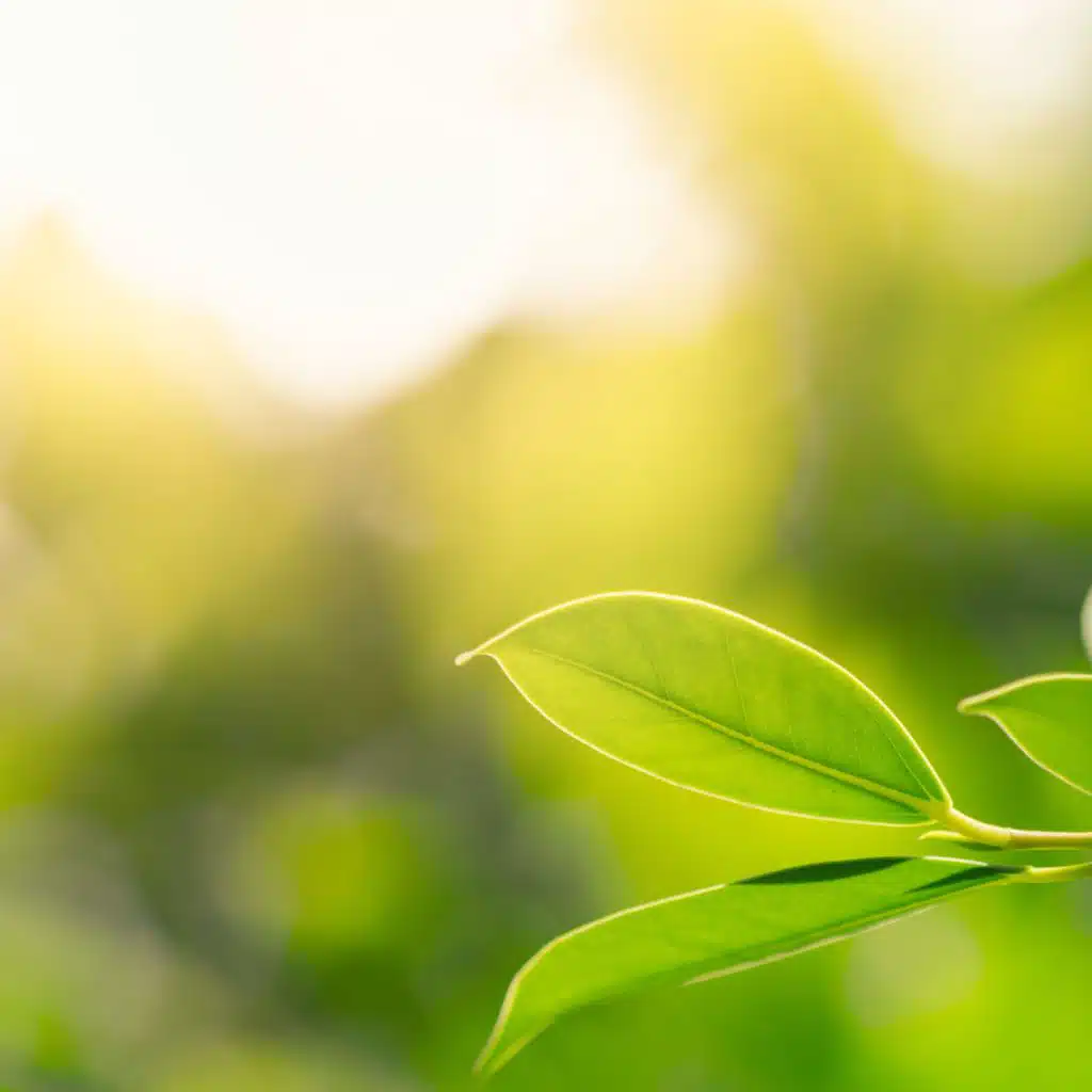 Spa, Relaxation and Dreams