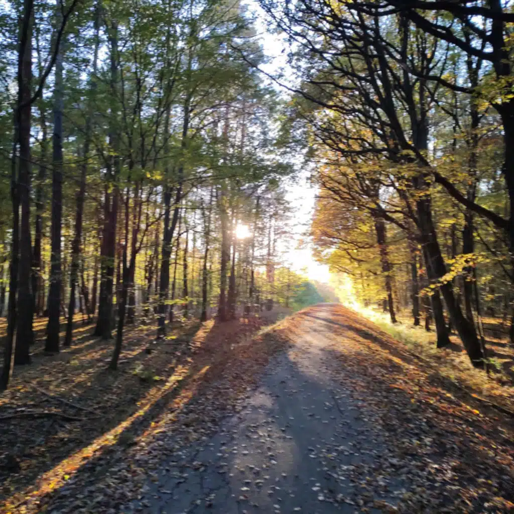 Colors of Autumn Forest