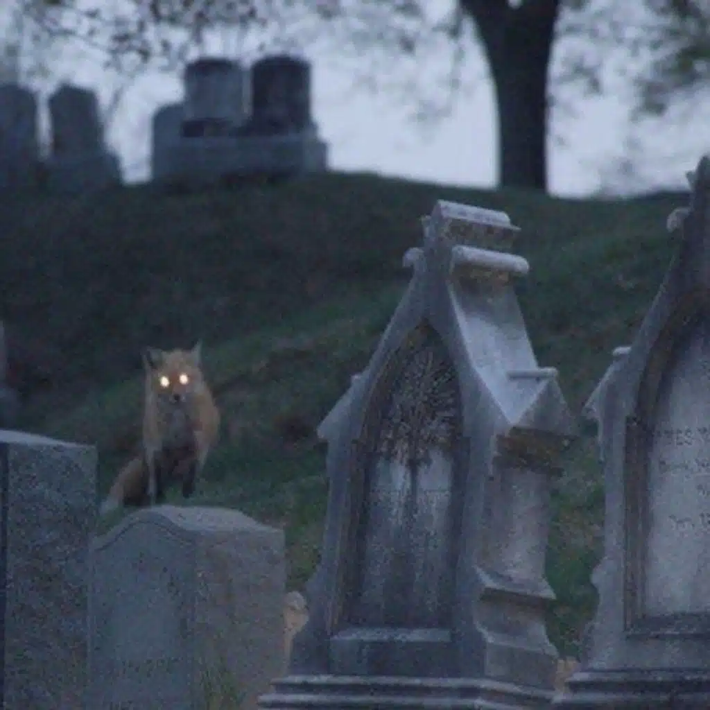 its almost halloween