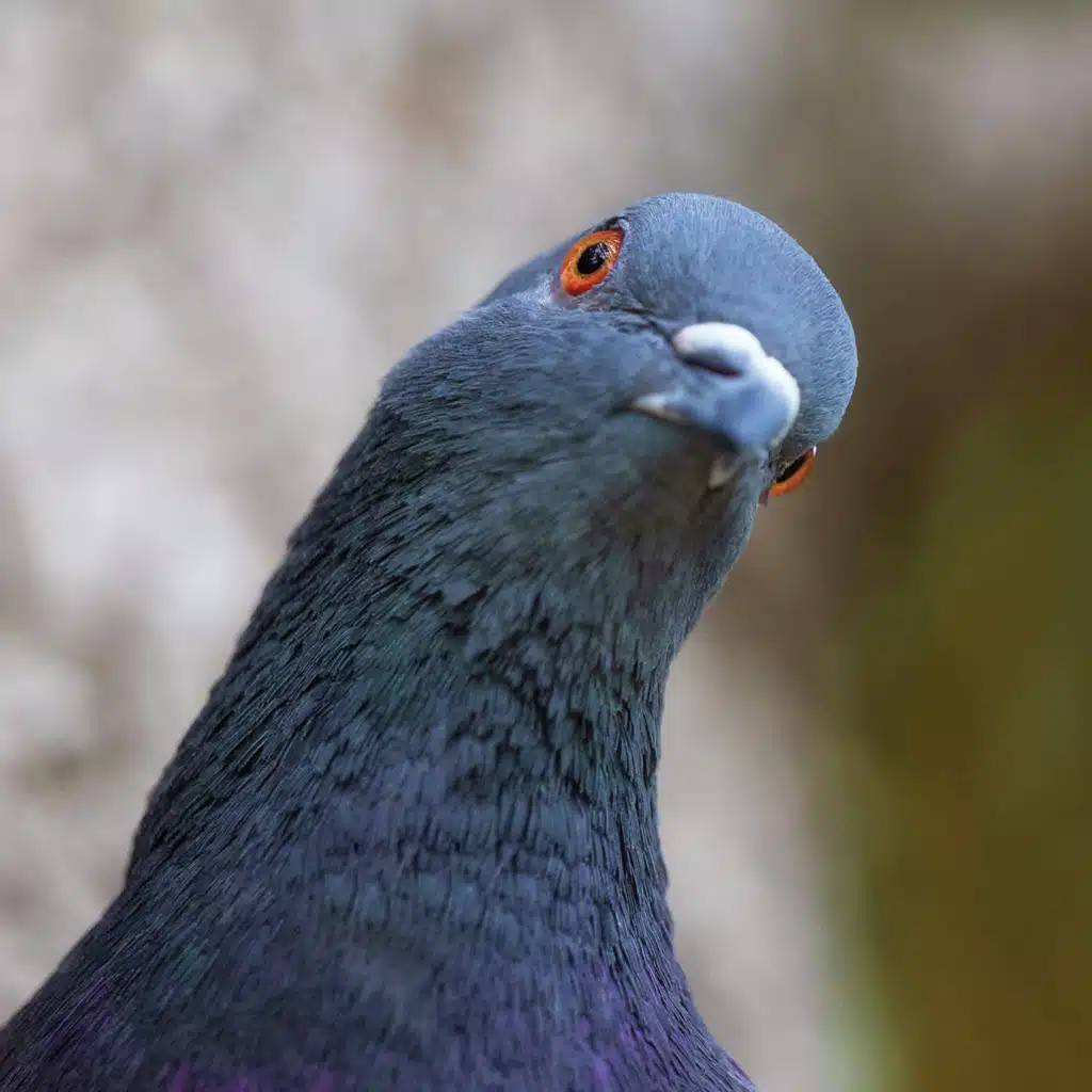 A tribute to the proud and peaceful pigeon