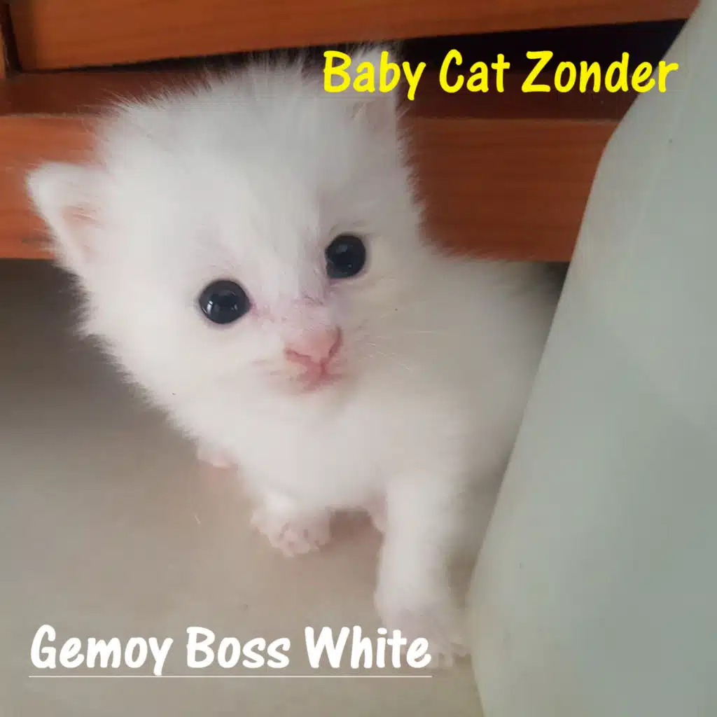 Baby Cat Zonder