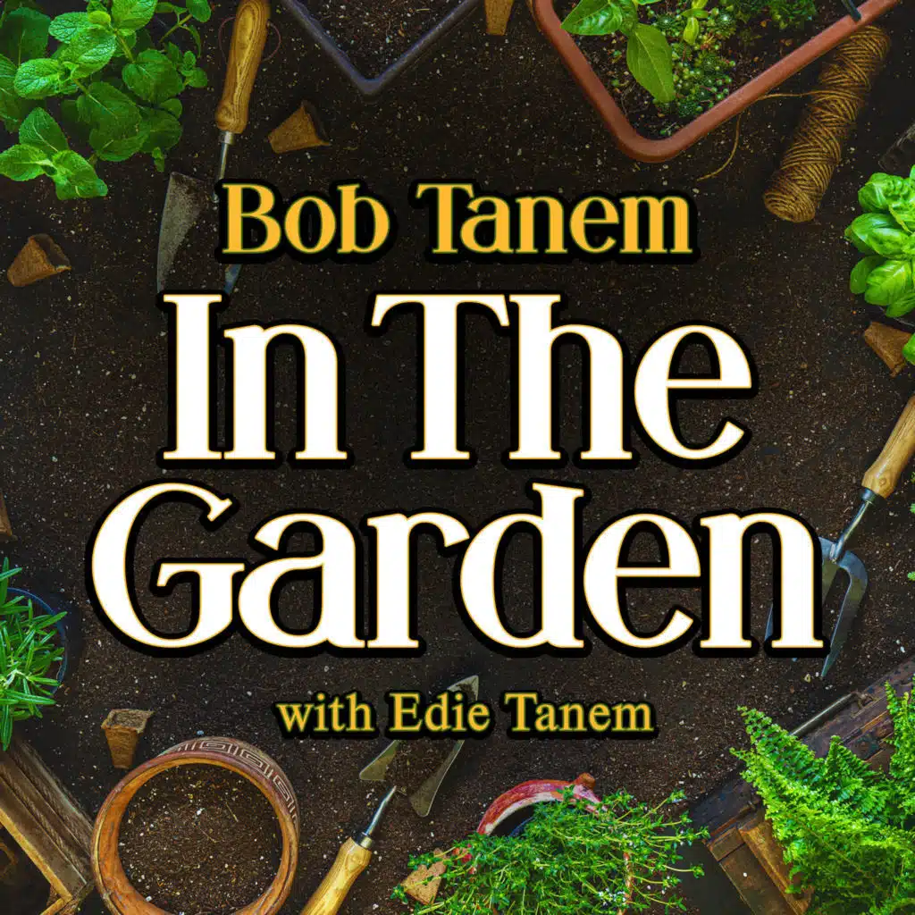 Bob Tanem In The Garden with Edie Tanem, October 26 2025, 9:00 am