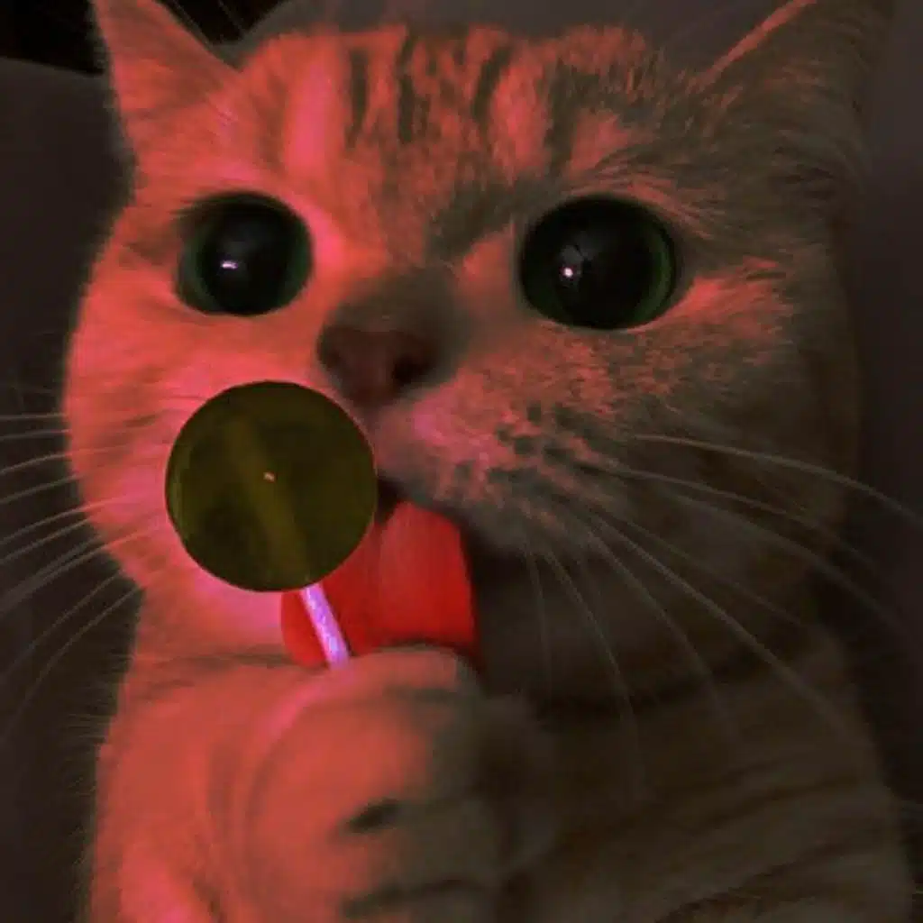 Paleta Dame Paleta Tekno