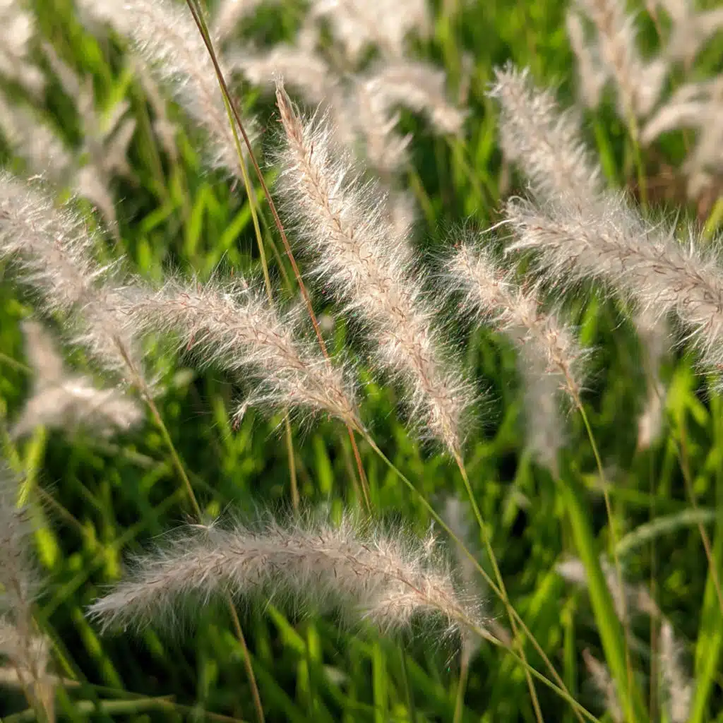 冬季藏养肝气 (养生疗愈音乐)