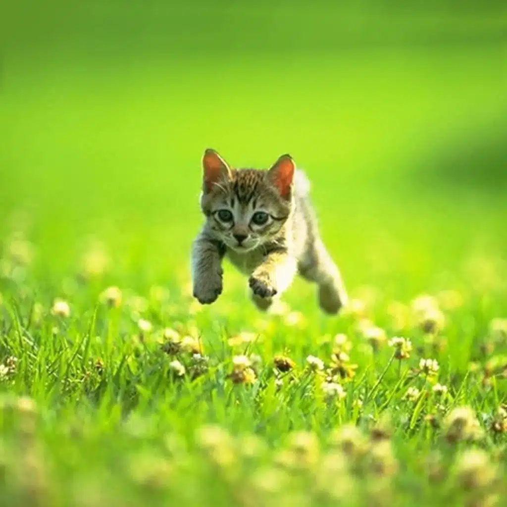 TV (feat. Gucci Mane & Snoop Dogg)