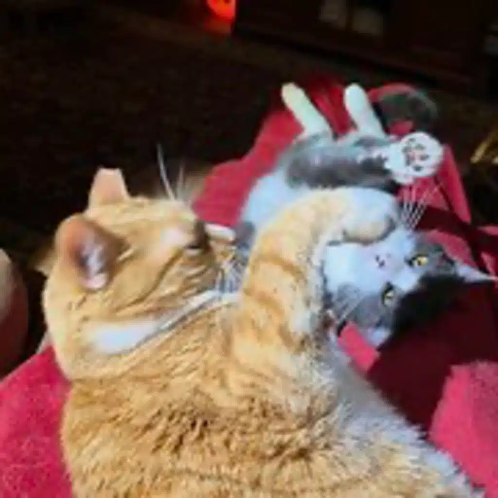 Episode 3002 CWSA 10/28/25