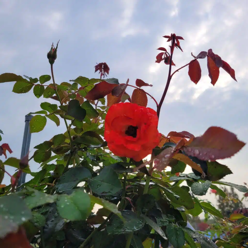 The feeling of autumn