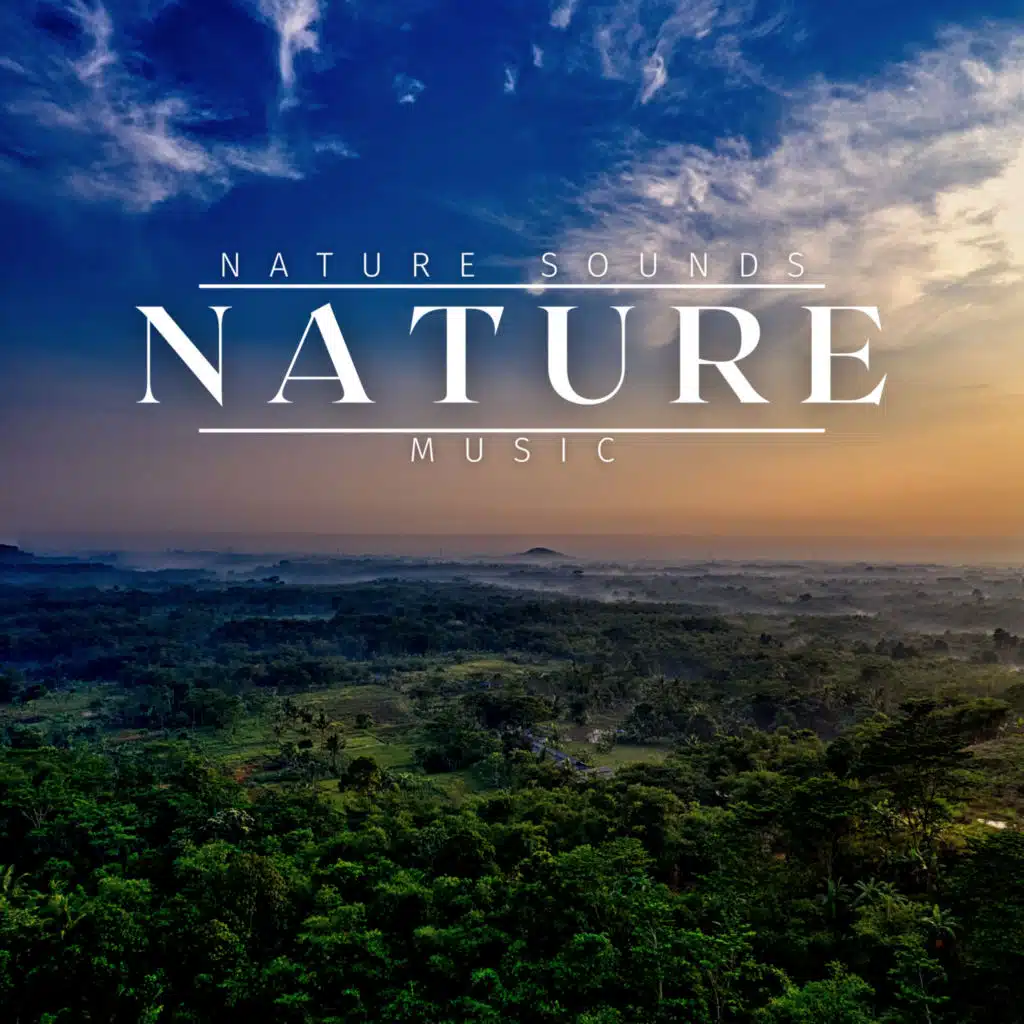 Soft Rain, Piano with Minimal Birds, An Easy Nature Track