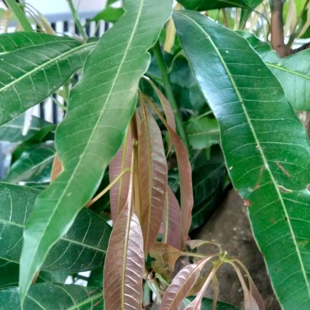 Takkan Lari Gunung di Kejar