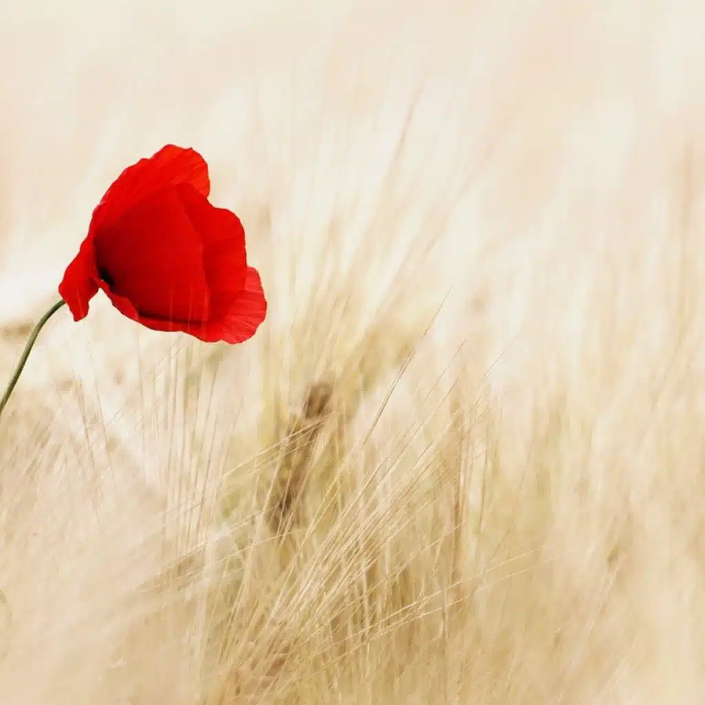 Healing Meadows | Guided meditation | Healing Vibration | Inner peace | Mental health