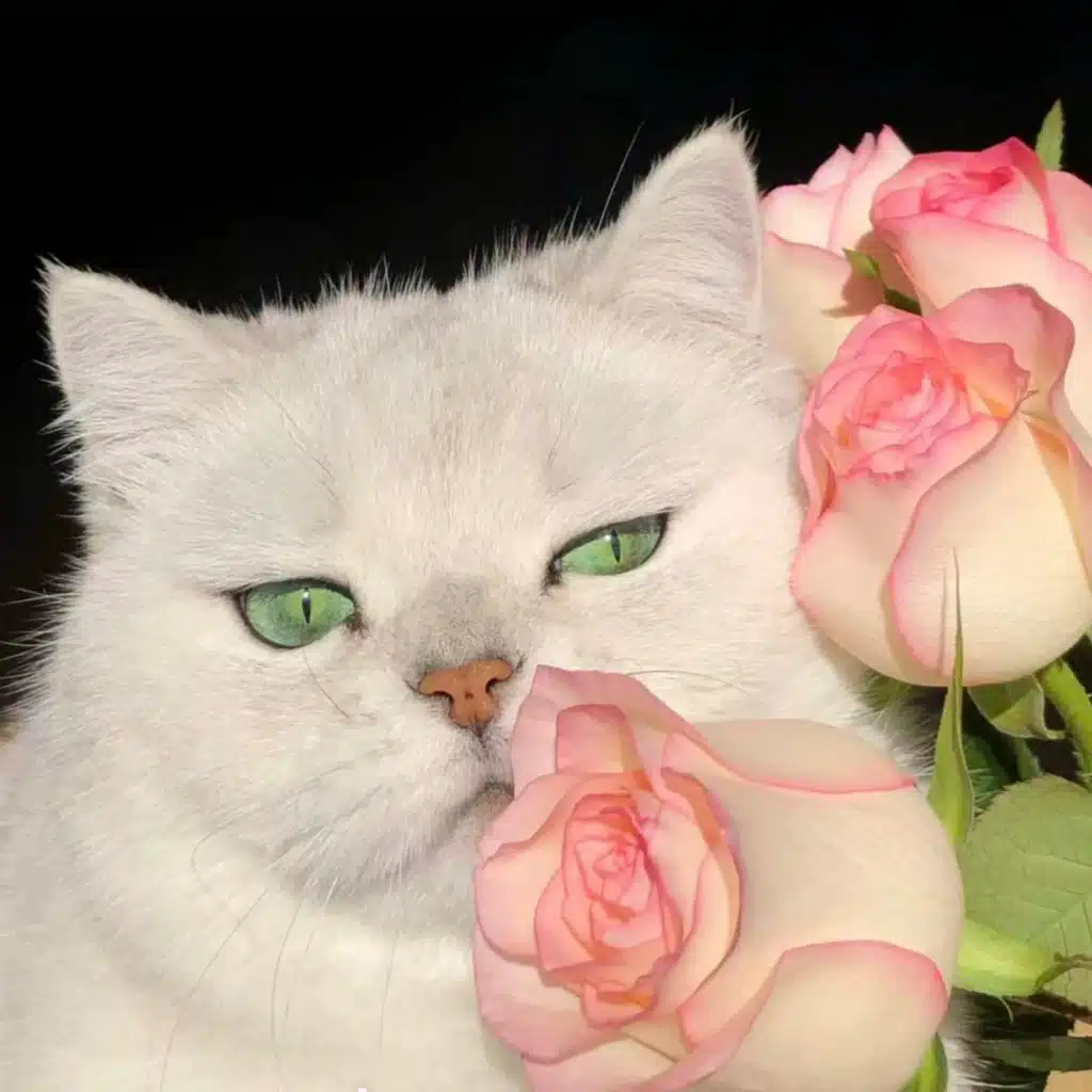 哈吉米 十年之哈