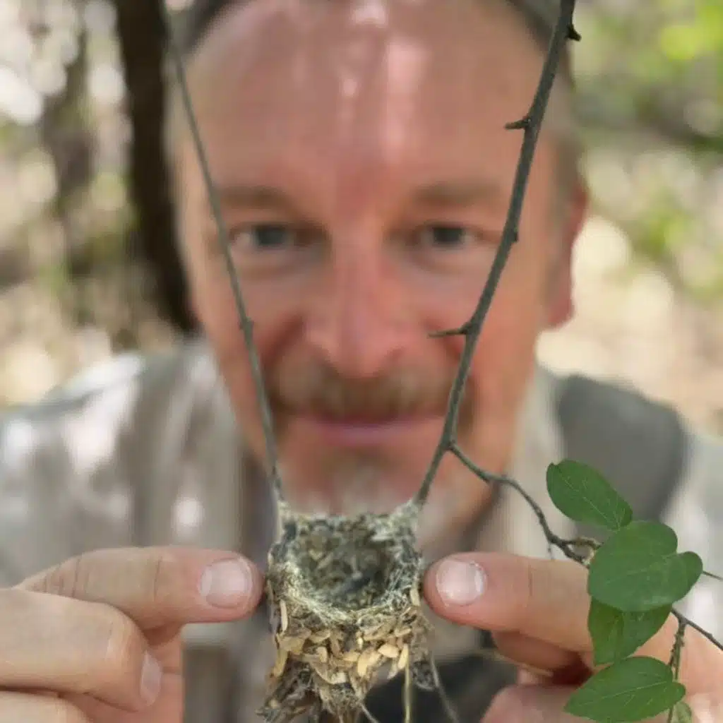 Tiny but tough: Hummingbirds of the Arizona desert