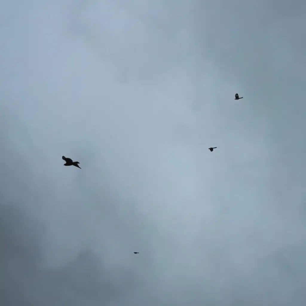 Robin Hood & Little John