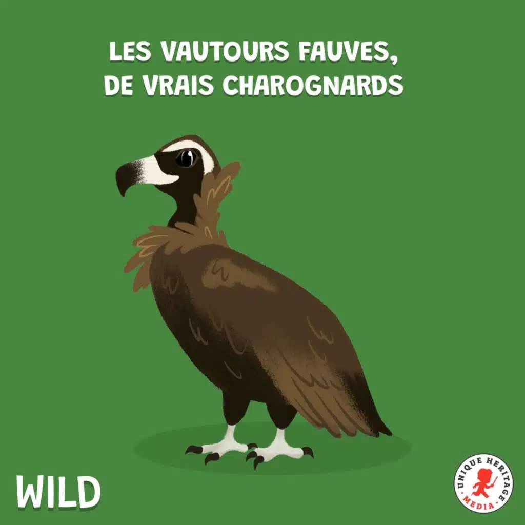 Les vautours fauves, de vrais charognards