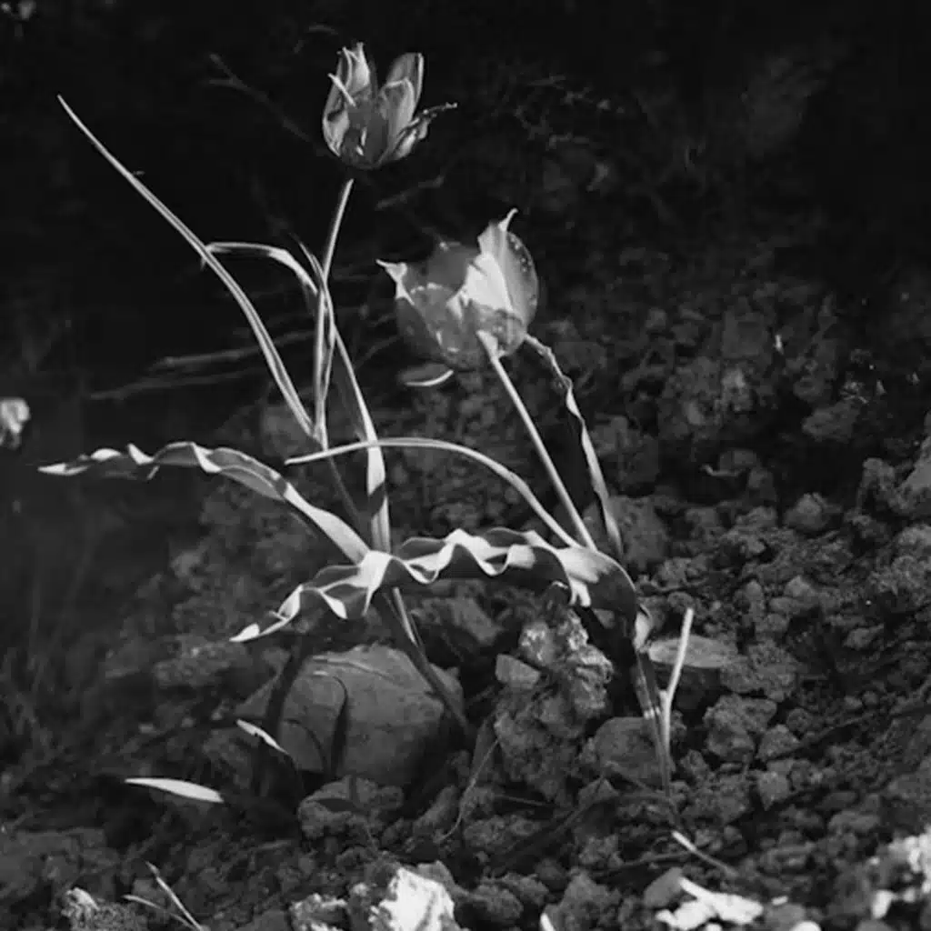 Where the Earth Meets the Sky