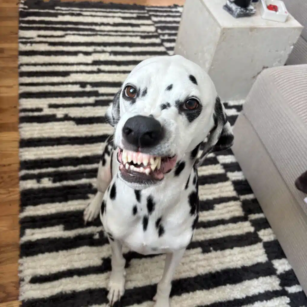 Livlaughluv The Remix