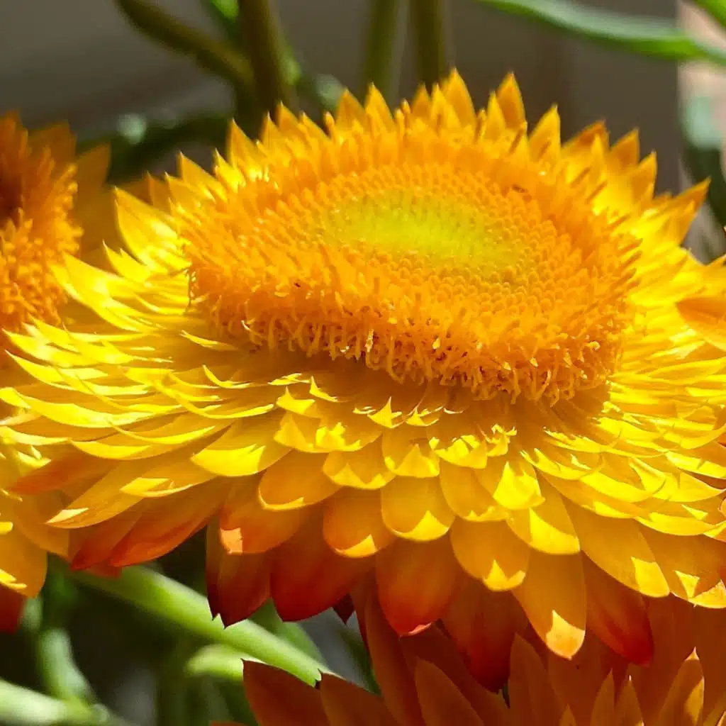 Demonic Lemon Scherbert