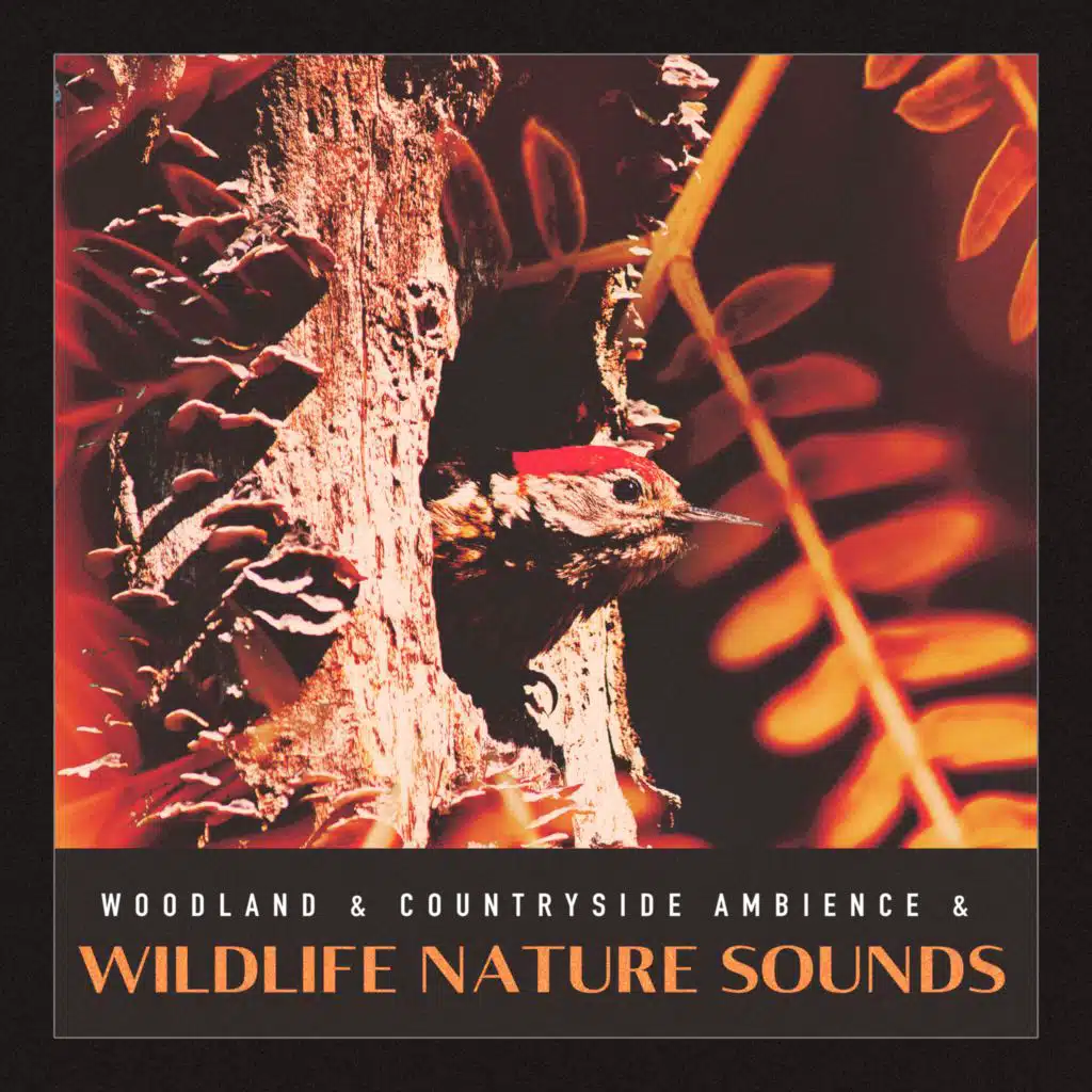 Woodland & Countryside Ambience & Wildlife Nature Sounds
