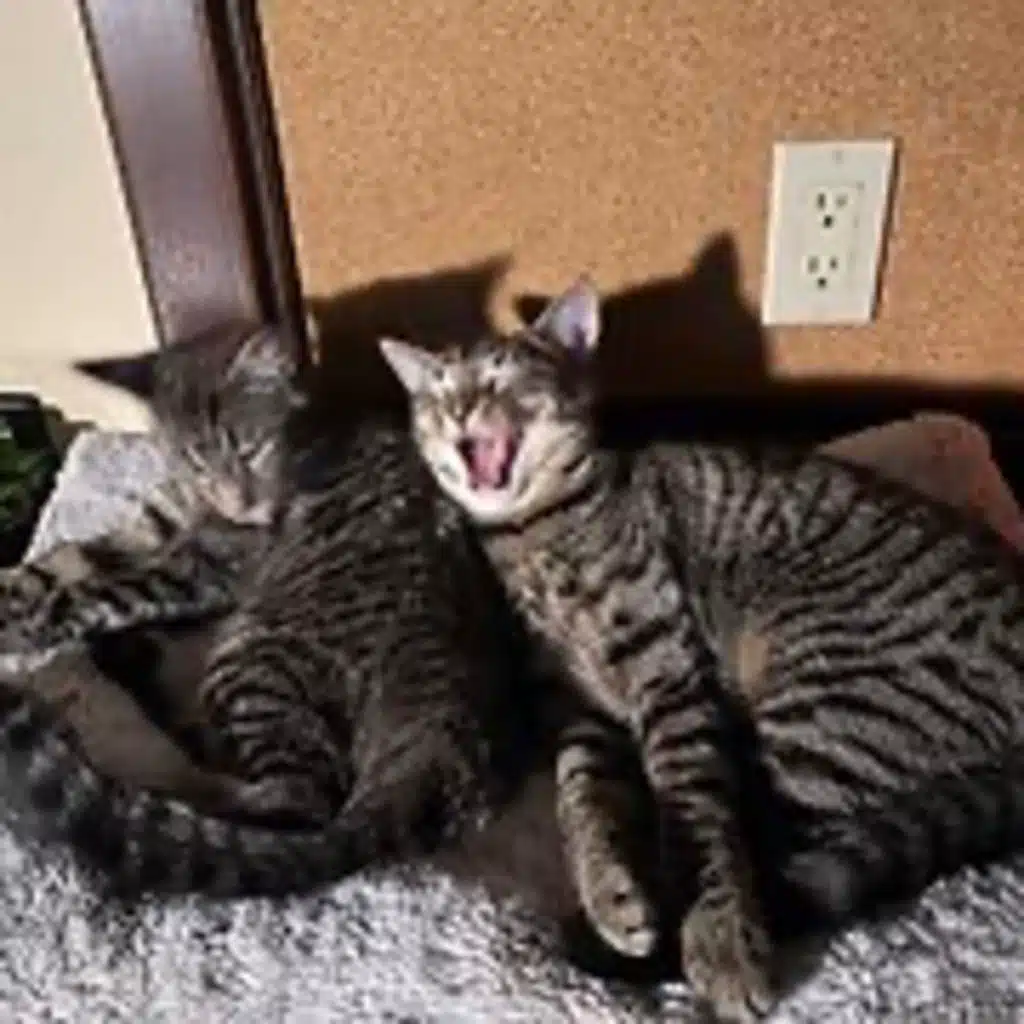 Episode 3016 CWSA 11/12/25