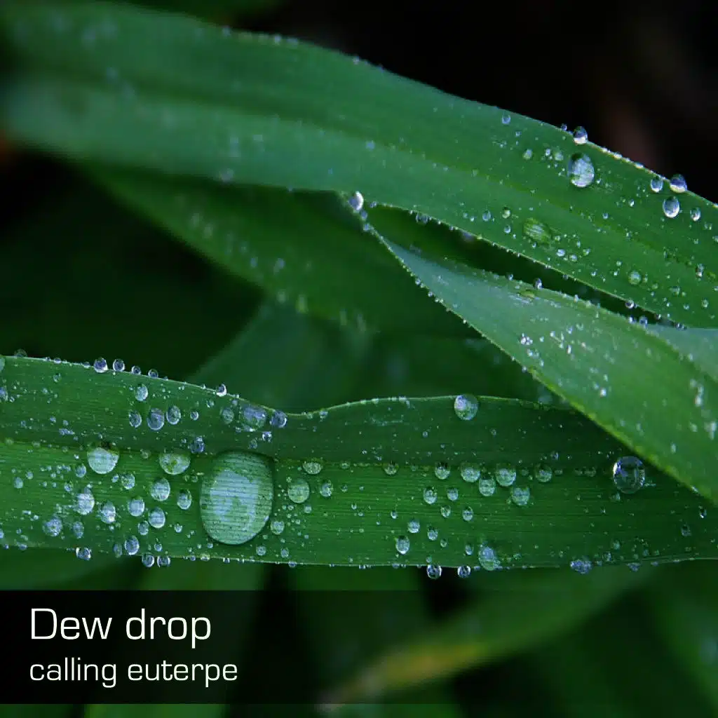Dew Drop
