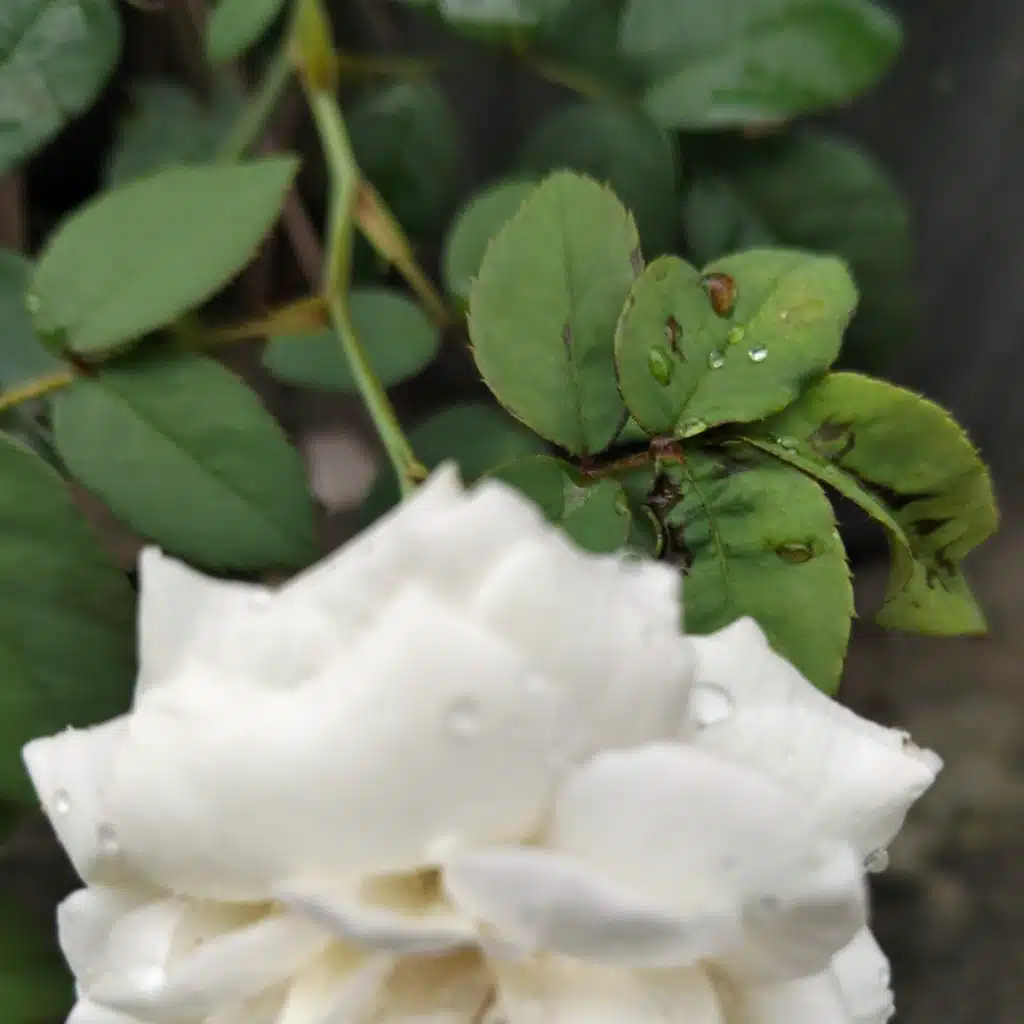 Mari Berdansa Sayang