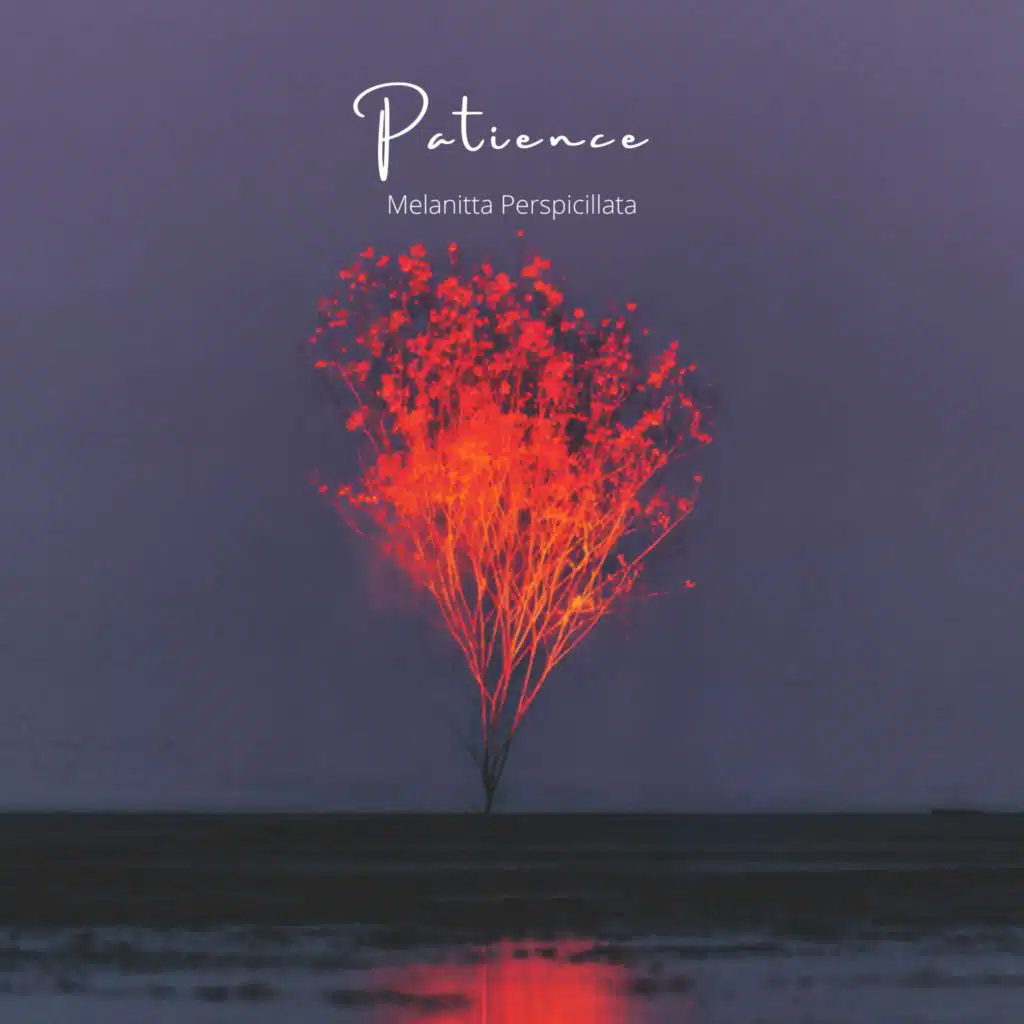 Melanitta Perspicillata