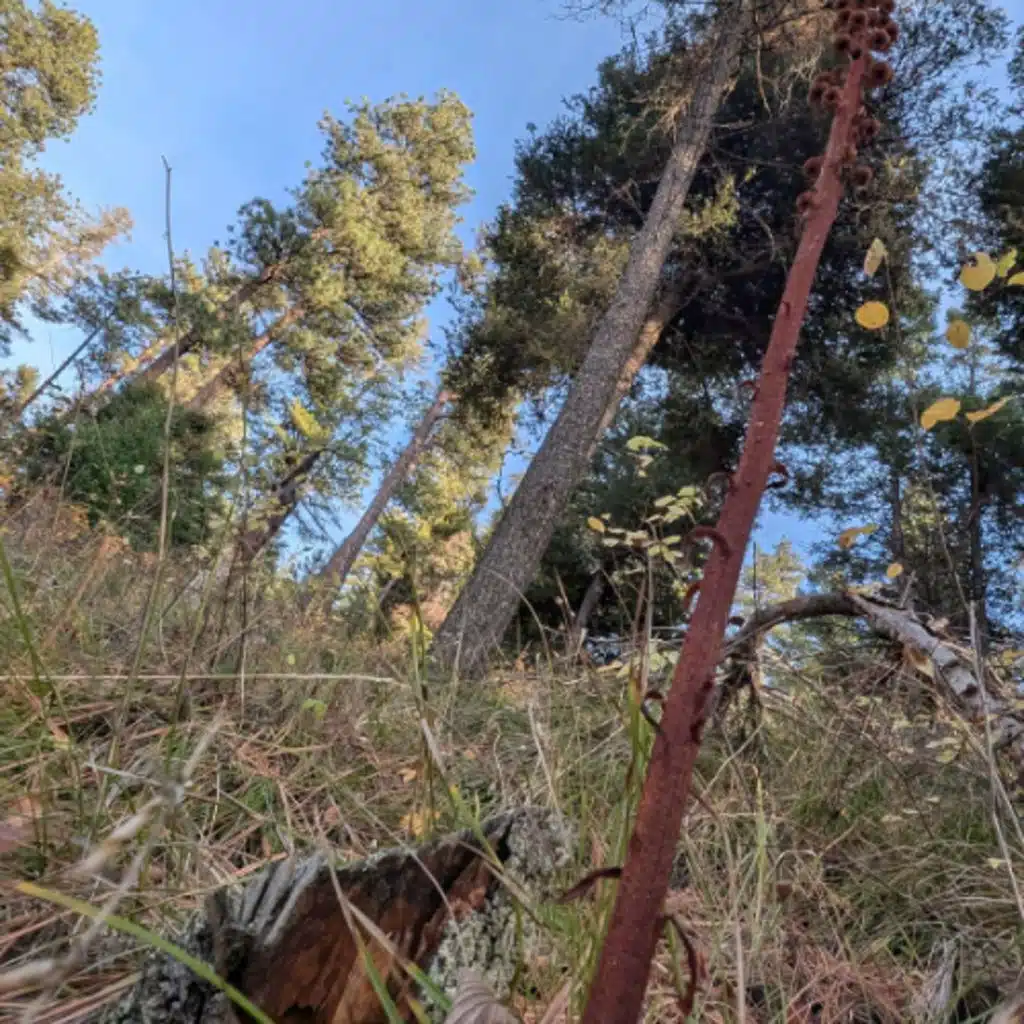 EP 290 - Pinedrops on 101.5KFGM - Starlight Thursdays - Episode 290