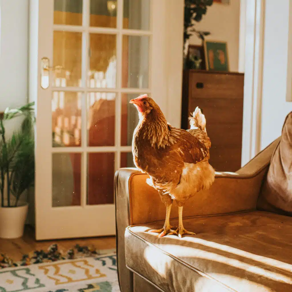 The Backyard Chicken Glamour Campaign