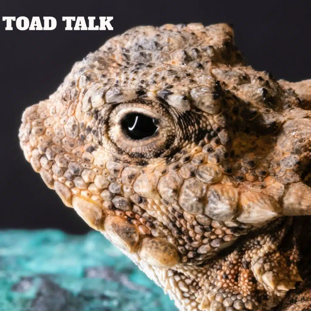 Episode 42: Toad Talk Episode 253